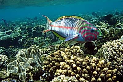 ������c (���� ��� ����)